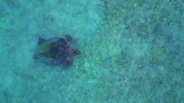 Deniz kaplumbağası yüzeye yakın yüzüyor, turkuaz suyu soluyor. Yukarıdan aşağıya deniz yaşamını vurguluyor. İHA kamerası aşağıya bakıyor