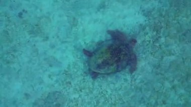 Yakın plan drohn Sea kaplumbağası, havadan bakıldığında kumlu ve mercan deniz yatağının üzerinde sakince yüzüyor. Yukarıdan aşağıya drone görünümü