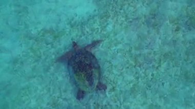 Yakın plan drohn Sea kaplumbağası, havadan bakıldığında kumlu ve mercan deniz yatağının üzerinde sakince yüzüyor. Yukarıdan aşağıya doğru uçur