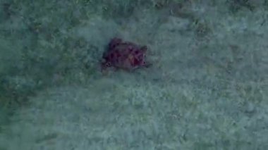 Endonezya 'nın Gili Trawangan kenti yakınlarındaki açık tropikal okyanus suyunda kumlu deniz kaplumbağaları yüzüyor. Aşağıya bakan İHA kameraları yükseliyor
