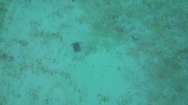 Deniz kaplumbağası, açık tropikal turkuaz sularda sığ bir mercan resifinde zarifçe yüzüyor. Deniz yaşamını ve korunmayı temsil ediyor. İHA kamerası aşağıya bakıyor