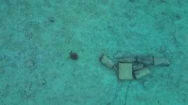 Deniz kaplumbağası, açık tropikal turkuaz sularda sığ bir mercan resifinde zarifçe yüzüyor. Deniz yaşamını ve korunmayı temsil ediyor. Yukarıdan aşağıya drone görünümü