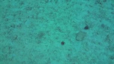 Deniz kaplumbağaları, açık tropikal turkuaz sularda sığ bir mercan resifinde zarifçe yüzerler. Deniz yaşamını ve korunmayı temsil ederler. İHA kamerası aşağıya bakıyor