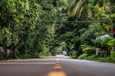 Yoğun yeşil ağaçların ve yaprakların arasından geçen boş asfalt yol bir yolculuğa işaret ediyor.