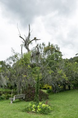 doğal park bulutlu gökyüzü