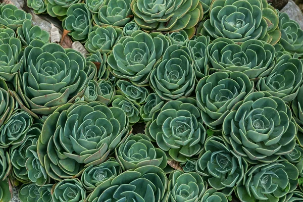 ayrıntı sulu bir Bahçe