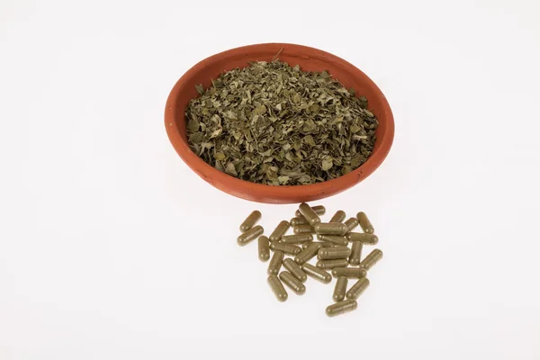 Moringa kapsle léčivých rostlin — Stock fotografie