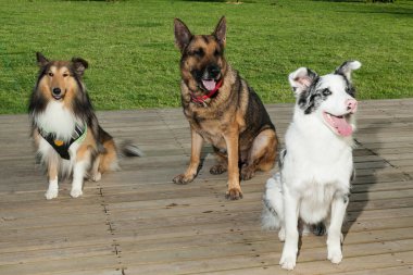 Evcil hayvan, üç farklı köpek yan yana oturuyor..