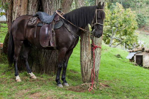 Belo Cavalo Preto Selado Anexado Uma Árvore — Fotografia de Stock