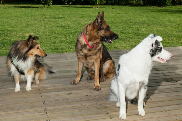 Aynı Tarafa Bakan Farklı Köpek — Stok fotoğraf