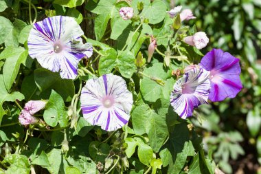 Doğal ortamda güzel yabani çiçekler..