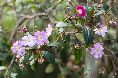 Doğal ortamda güzel yabani çiçekler..
