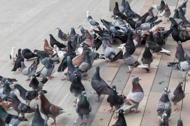 Bir köy parkında bir sürü güvercin toplandı..