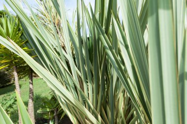 Doğa - bahçe için bitkiler; Bahçe dekorasyonu için genel bitkiler.