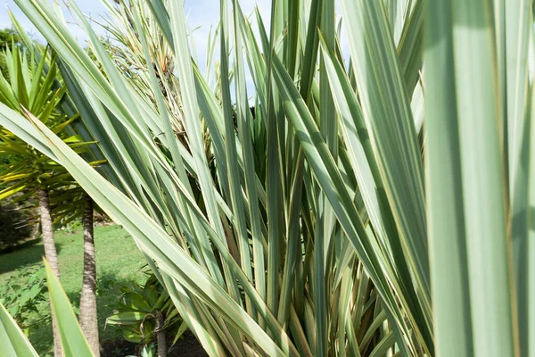 Doğa - bahçe için bitkiler; Bahçe dekorasyonu için genel bitkiler.