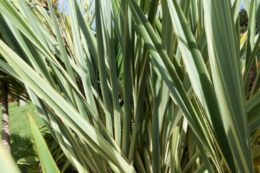 Doğa - bahçe için bitkiler; Bahçe dekorasyonu için genel bitkiler.