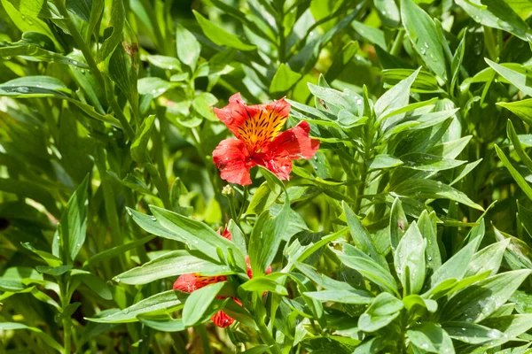 Alstroemeria Beautiful Flower Also Known Astromelia Lily Peru — Stock Photo, Image