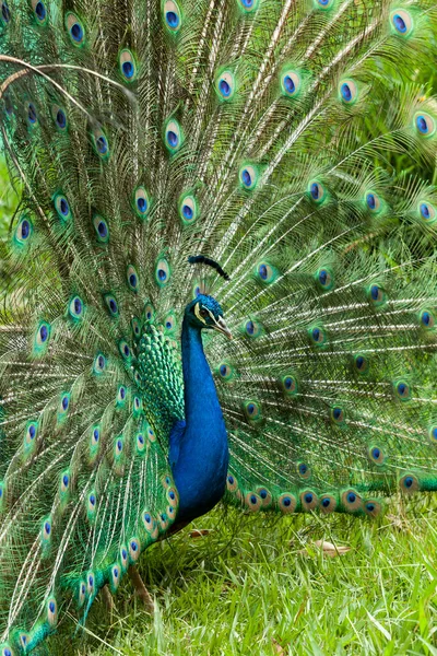 Alam Seekor Burung Merak Jantan Yang Indah Dengan Ekor Yang — Stok Foto