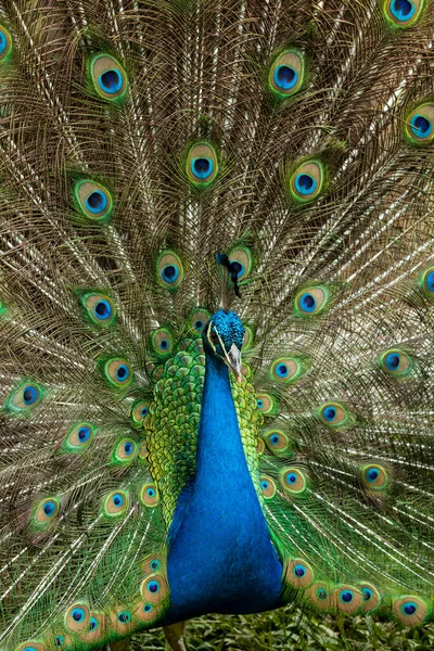 Natureza Belo Pavão Macho Com Uma Cauda Aberta — Fotografia de Stock