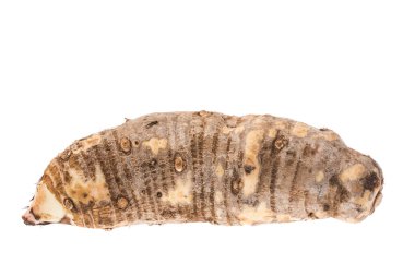 Malanga Yenilebilir Kereste - Kolocasia Esculenta adında Bitkinin Kökü