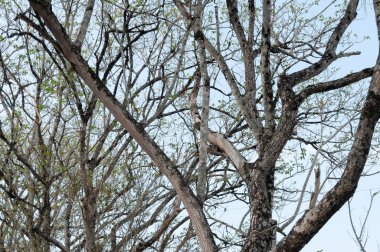 Açık beyaz gökyüzüne karşı yapraksız ağaç dalları, Çıplak ağaç dallarının dokusu