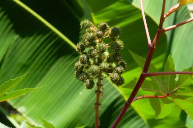 Endüstriyel yağın üretimi için Ricinus Communis 'in bitki tohumları ve yeşil yaprakları