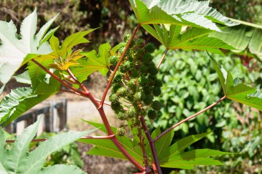 Endüstriyel yağın üretimi için Ricinus Communis 'in bitki tohumları ve yeşil yaprakları