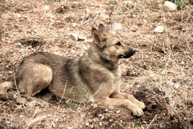 Genç Wolfdog kayalık zeminde oturuyor, tetikte ve odaklanmış bir şekilde sağa bakıyor, doğal bir toprak üzerinde..