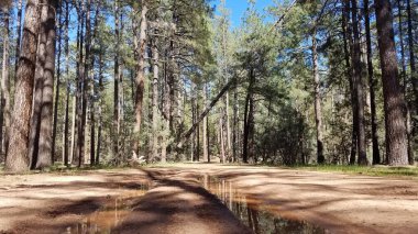 Tire Tracks with Water on a Dirt Road in Pine Tree Forest near Payson, Arizona . High quality photo