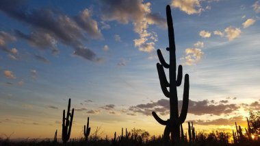 Large Saguaro Cactus Silhouette in Dramatic Arizona Desert Sunset, Landscape . High quality photo
