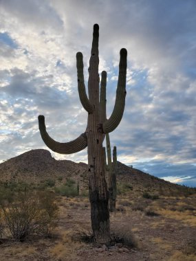 Arizona Çölü 'nde Büyük Kaktüs Enerjisi, Apaçi Kavşağı yakınlarında Dev Saguaro. Yüksek kalite fotoğraf