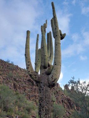 Arizona Çölü 'ndeki Büyük Yaşlı Saguaro Kaktüsü, Çok Kollu Dev Saguaro. Yüksek kalite fotoğraf