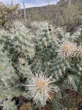 Cholla Kaktüsü Kapalı, Batıl inanç Dağları 'nda yürüyüş, Arizona. Yüksek kalite fotoğraf
