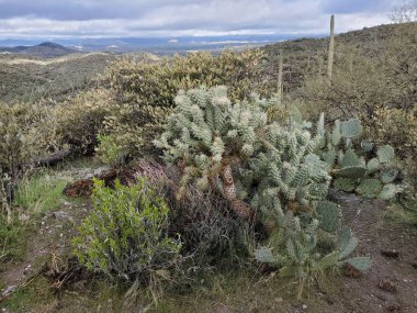Doğal Yaşam Alanında Cholla ve Armut Kaktüsü, Vahşi Arizona Bitkileri. Yüksek kalite fotoğraf