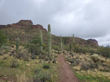 Kayıp Goldmine Patikası 'nda yürüyüş, Saguaro Kaktüsü, Batıl inanç Dağları, Arizona. Yüksek kalite fotoğraf