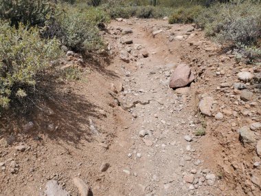 Anka, Arizona yakınlarında yürüyüş yaparken bulunan Yılan Yılan Yürüyüşü. Yüksek kalite fotoğraf