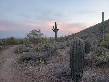Saguaro Kaktüsü, Yürüyüş Yolu, Günbatımı Aptal Dağ Parkı, Apaçi Kavşağı, Arizona. Yüksek kalite fotoğraf