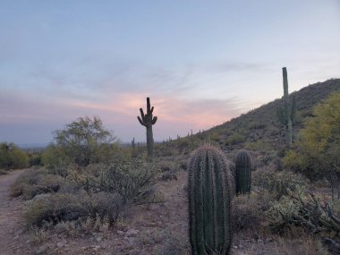 Gün batımında Şaşkın Dağ Parkı 'nda yürüyüş Apaçi Kavşağı' nda Kaktüs, AZ. Yüksek kalite fotoğraf