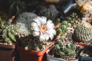 Gymnocalycium kalochlorum kaktüsünün büyük güzel çiçeği farklı kaktüslerin arasında çiçek açıyor. Güzel beyaz bir kaktüs çiçeğinin yakın çekimi.