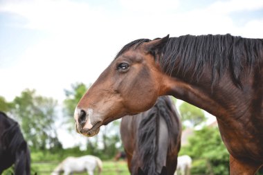 Tahriş ve saldırganlık belirtileri gösteren kahverengi bir atın yakın plan profili, kulakları arkada ve gergin yüz kasları. Sürüde heterokromisi olan kızgın bir atın portresi.