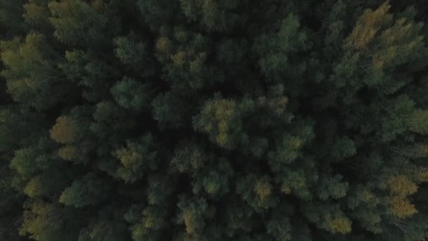 Vista aérea. Vista aérea da árvore verde da floresta . — Vídeo de Stock