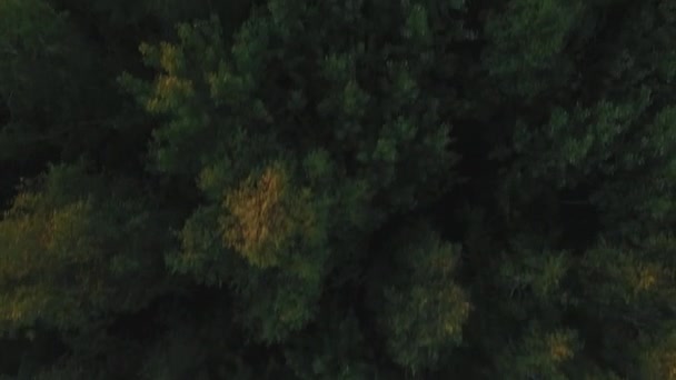 Havadan görünümü. Yeşil ağaç orman hava görünümünü. — Stok video