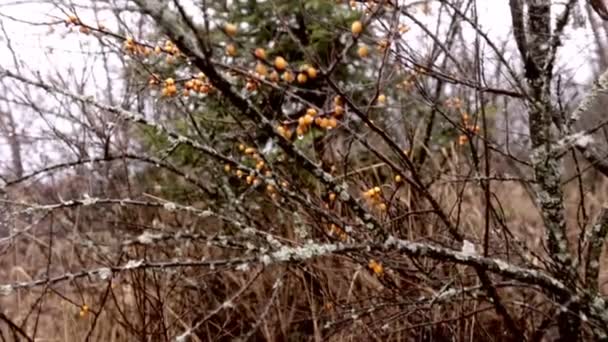 Baies d'automne jaunes . — Video