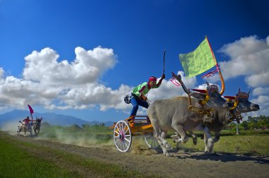 İnek yarış olay