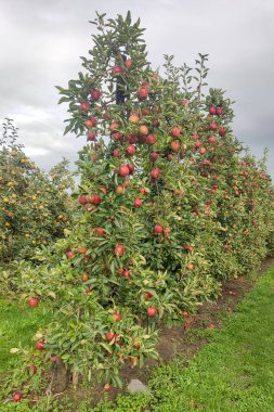 Columnar apple trees in a green orchard with ripe red fruit under a cloudy sky, supported by stakes and wires for cultivation.