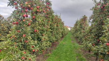 Columnar apple trees in a green orchard with ripe red fruit under a cloudy sky, supported by stakes and wires for cultivation.