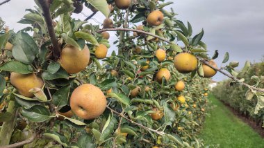 Columnar apple trees in a green orchard with ripe yellow fruit under a cloudy sky, supported by stakes and wires for cultivation.