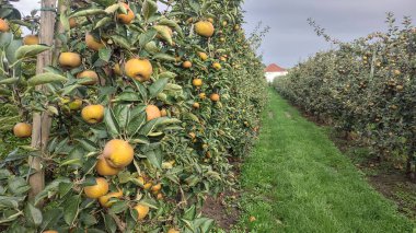 Columnar apple trees in a green orchard with ripe yellow fruit under a cloudy sky, supported by stakes and wires for cultivation.