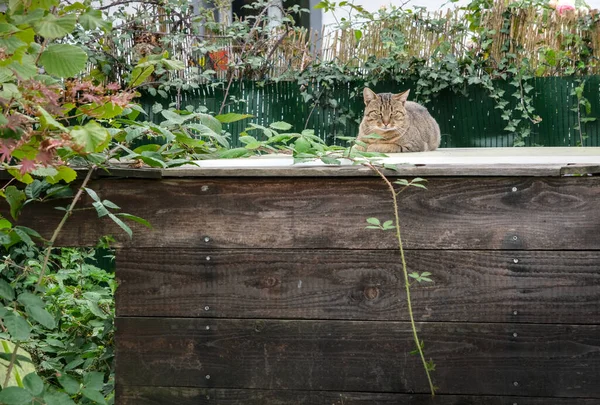 Bir tekir kedi sakince yeşil bitkiler, sarmaşıklar ve çiçeklerle çevrili ahşap bir yapının üzerine oturur..