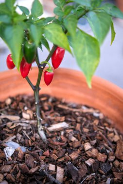 Parlak kırmızı ve yeşil biberler, canlı bahçe detaylarıyla doğal ışıkta yakalanan, terakotta tenceresindeki sağlıklı bir bitkinin üzerinde olgunlaşır..